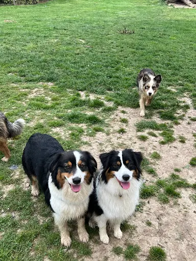 Pension Canine de la Cigale