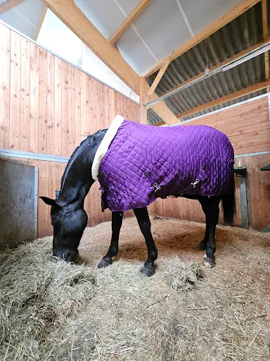 Transit Cheval Lyon