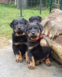 Elevage Familial de Beauceron les Feux du Roc H