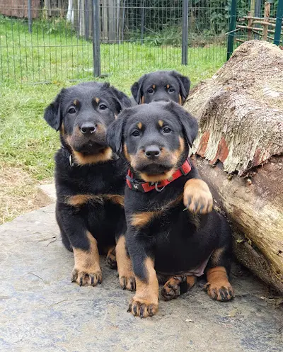 Elevage Familial de Beauceron les Feux du Roc H