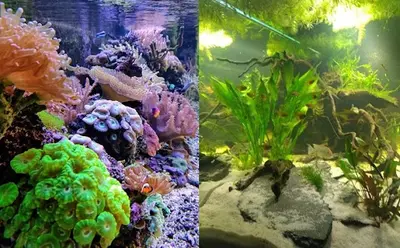 Savoie Entretien d'Aquarium