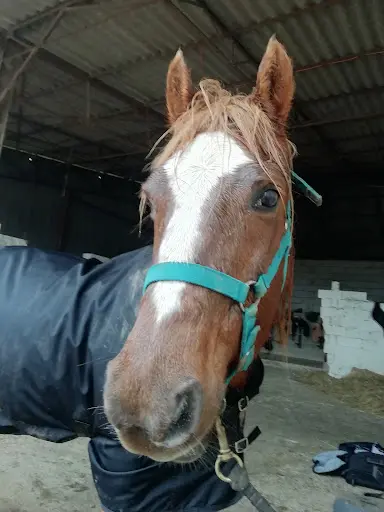 Equi Punch