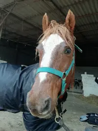 Equi Punch