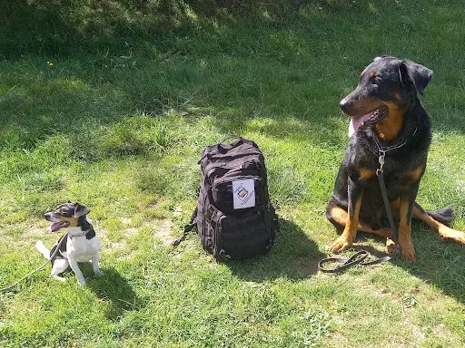 Binôme A 3 Education Canine : Éducateur, Dresseur, Comportementaliste Chiot et Chien