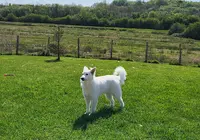 Lilie, Poils et Compagnie