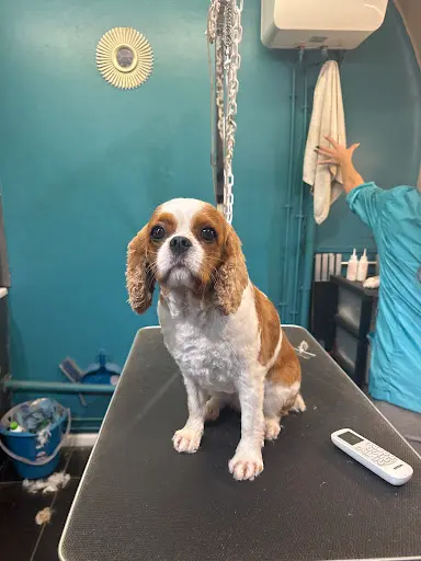 Dog S Stropez