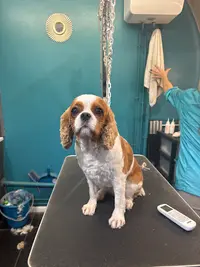 Dog S Stropez