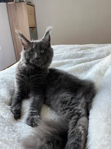 Maine Coon du Sabl Eau