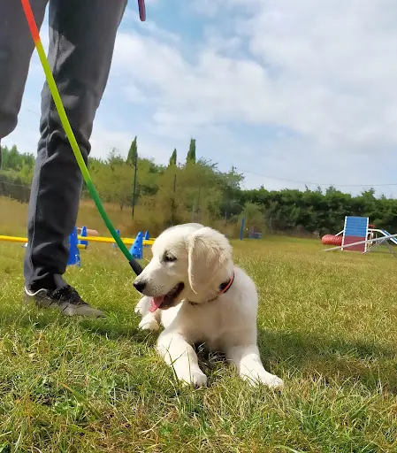 Cynofeeling Éducation et Activités Canines