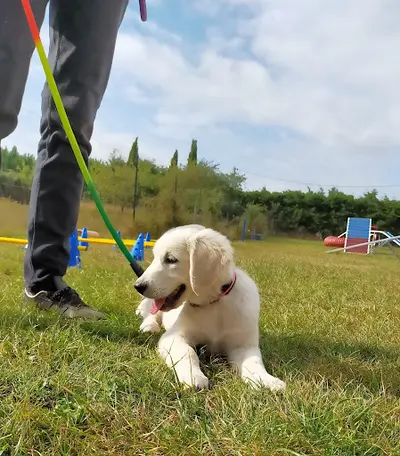 Cynofeeling Éducation et Activités Canines