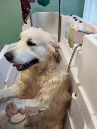 Funny Pets