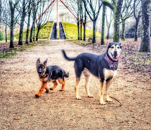 Tête et Truffe Educateur Canin