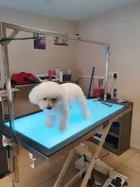 Styl Canin Salon de Toilettage