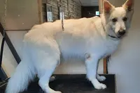 Sunnydog Stoilettage