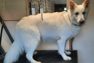 Sunnydog Stoilettage