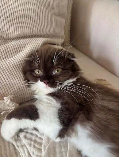 Chatterie d'Ysorian