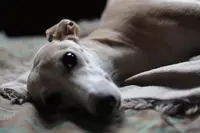 Lévrier Whippet du Vieux Donjon de la Cabotère