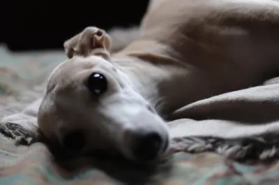 Lévrier Whippet du Vieux Donjon de la Cabotère