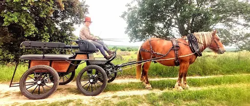 Les Chevaux de l'Uzège
