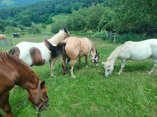 Le Poney Cernaise