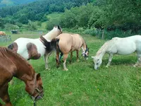 Le Poney Cernaise