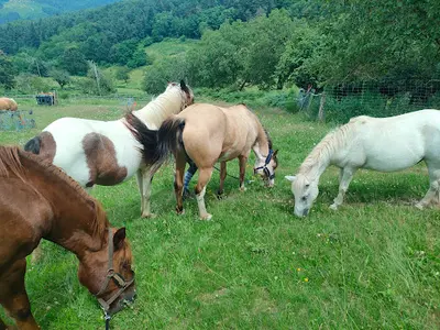 Le Poney Cernaise