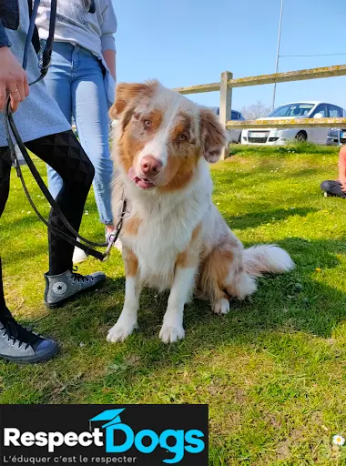 Éducateur Canin Respectdogs Bayeux