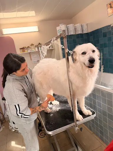 Au Bain d'Ysis Toilettage