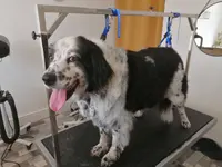 Doggy Star