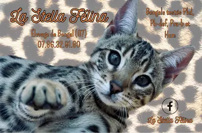 La Stella Felina