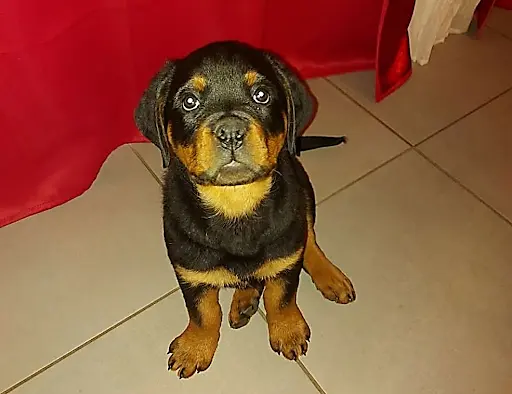 Education Canine du Bugey