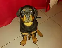 Education Canine du Bugey