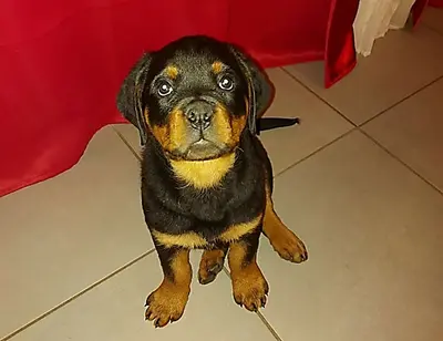 Education Canine du Bugey
