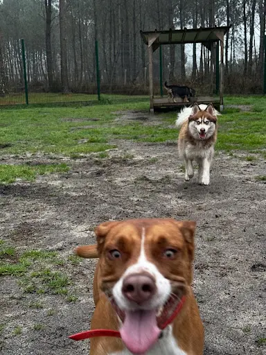 La Pignada des Poilus (éducation Canine & Pension Chiens et Chats)