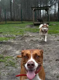 La Pignada des Poilus (éducation Canine & Pension Chiens et Chats)