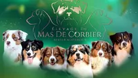 Elevage du Mas de Corbier