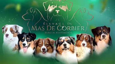 Elevage du Mas de Corbier