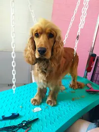 Truffalô