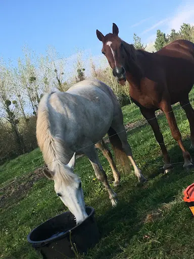 Les Chevaux de Toul Ar C Hoat