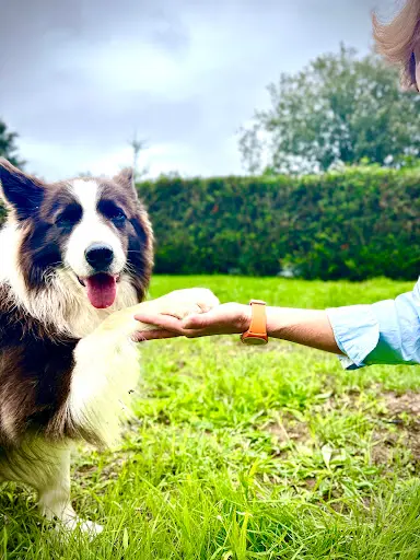 Tonus Coaching Canin