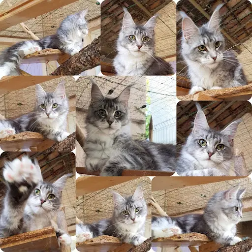Chatterie du Pre de la Font, Élevage de Maine Coon