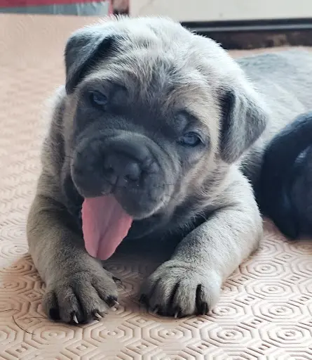 Élevage des Légendes de Goliath (cane Corso)