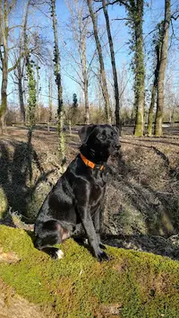 Love Dog S Toilettage Canin et Félin
