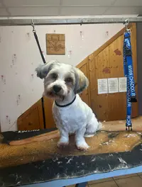 Ar Canin