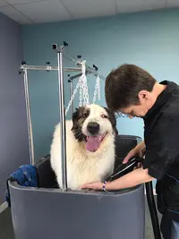 Animals Wash