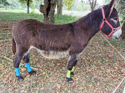 Ferme d'Animaux Sauvés de la Mort