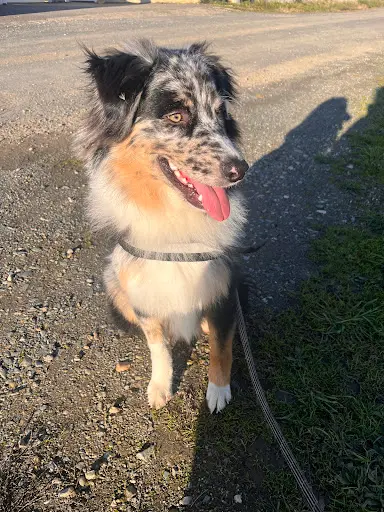 Elevage des Hauts du Bédat ( Éleveur Chien Berger Australien et Chat Ragdoll)