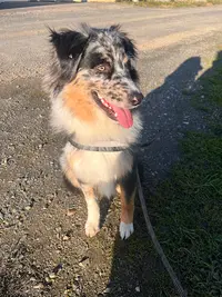 Elevage des Hauts du Bédat ( Éleveur Chien Berger Australien et Chat Ragdoll)