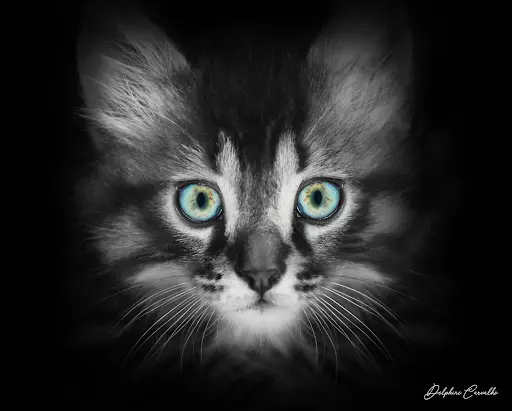 Chez Berlioz Résidence de Vacances Pour Aristo Chats