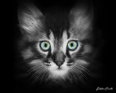 Chez Berlioz Résidence de Vacances Pour Aristo Chats
